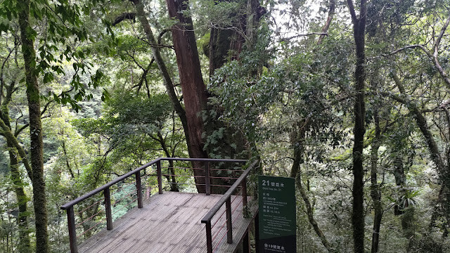 拉拉山國家森林遊樂區 - 神木21號