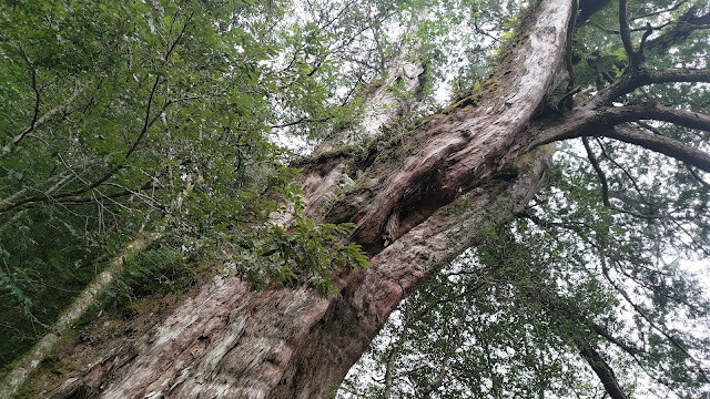 拉拉山國家森林遊樂區 - 神木24號