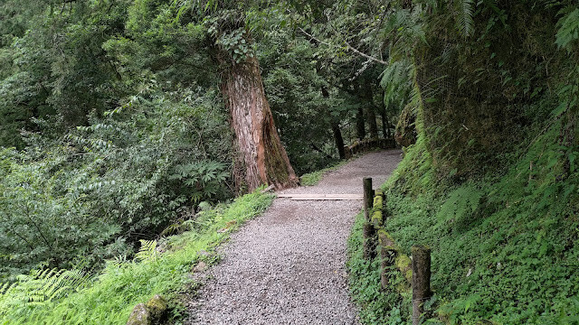 拉拉山國家森林遊樂區 - 漫步有氧之旅