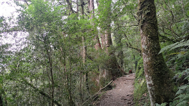 拉拉山國家森林遊樂區 - 越野山林之旅
