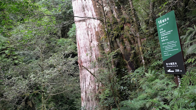 拉拉山國家森林遊樂區 - 神木16號