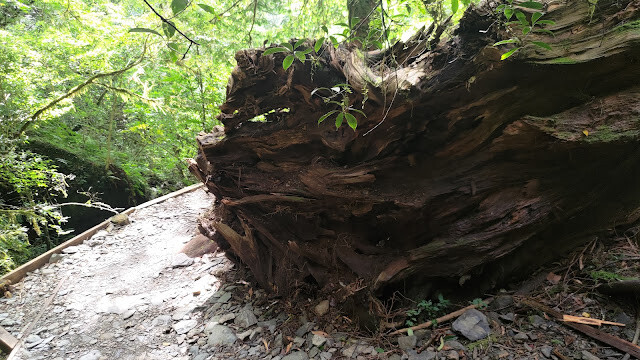 拉拉山國家森林遊樂區 - 手作步道的智慧