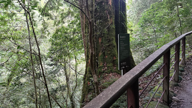 拉拉山國家森林遊樂區 - 神木6號