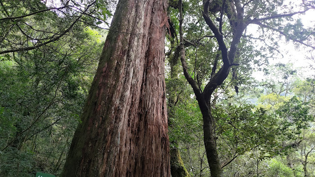 拉拉山國家森林遊樂區 - 神木14號