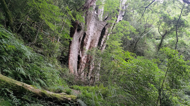 拉拉山國家森林遊樂區 - 神木18號