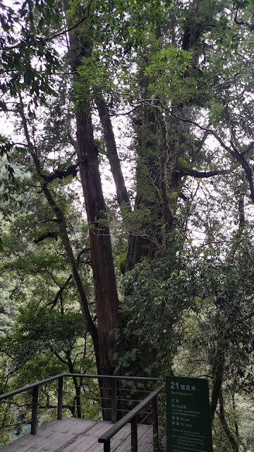 拉拉山國家森林遊樂區 - 神木21號