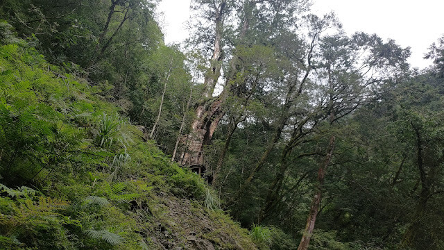拉拉山國家森林遊樂區 - 神木24號