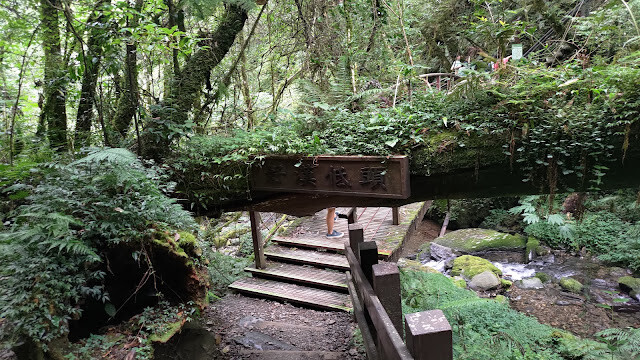 拉拉山國家森林遊樂區 - 紅檜更新機制