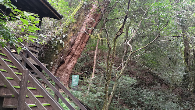 拉拉山國家森林遊樂區 - 神木17號