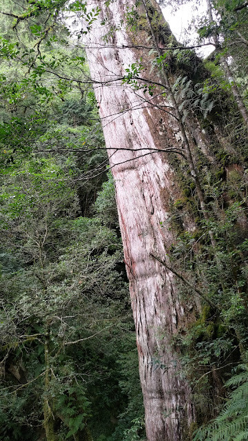 拉拉山國家森林遊樂區 - 神木16號