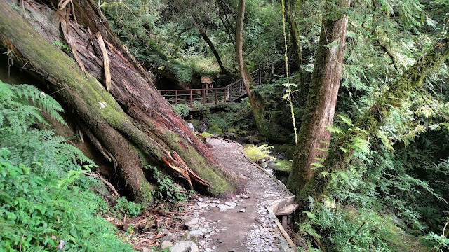 拉拉山國家森林遊樂區 - 手作步道的智慧