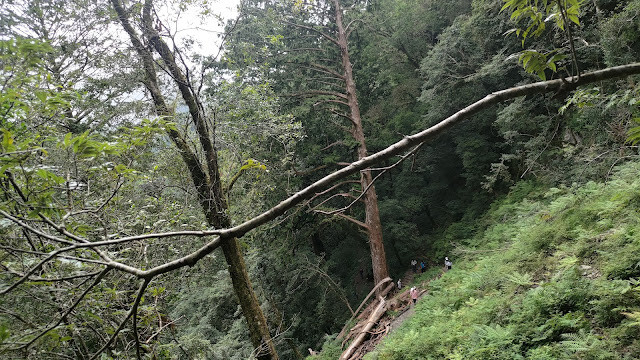 拉拉山國家森林遊樂區 - 飽覽巨木之旅