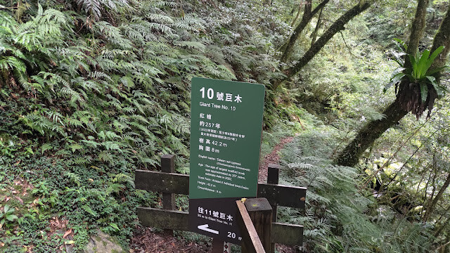 拉拉山國家森林遊樂區 - 神木10號