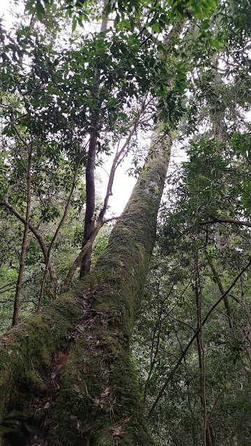 拉拉山國家森林遊樂區 - 飽覽巨木之旅
