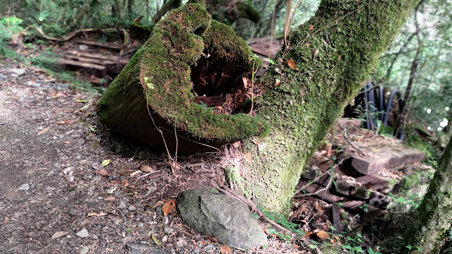 拉拉山國家森林遊樂區 - 飽覽巨木之旅