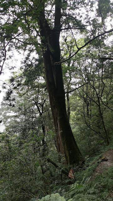 拉拉山國家森林遊樂區 - 飽覽巨木之旅