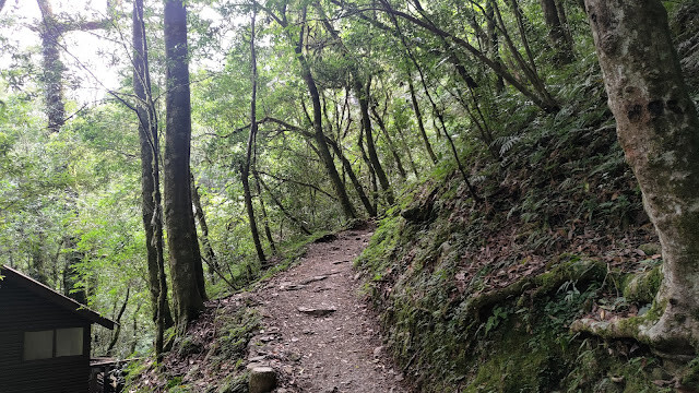 拉拉山國家森林遊樂區 - 飽覽巨木之旅