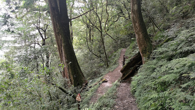 拉拉山國家森林遊樂區 - 飽覽巨木之旅