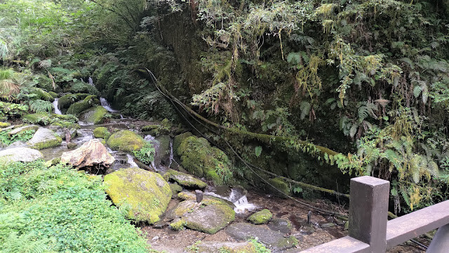 拉拉山國家森林遊樂區 - 水也喜歡漫步林間