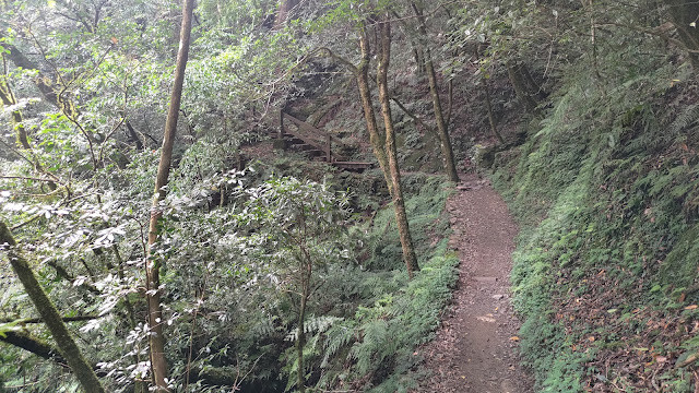 拉拉山國家森林遊樂區 - 飽覽巨木之旅