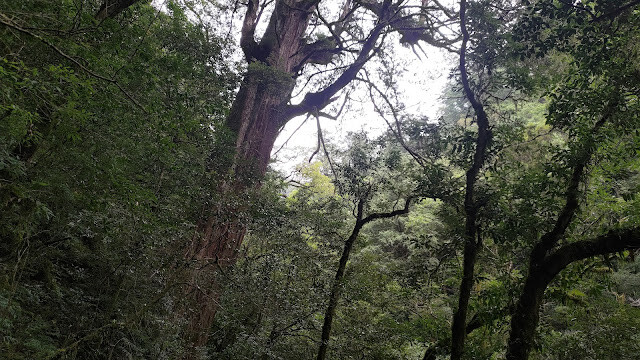 拉拉山國家森林遊樂區 - 神木10號