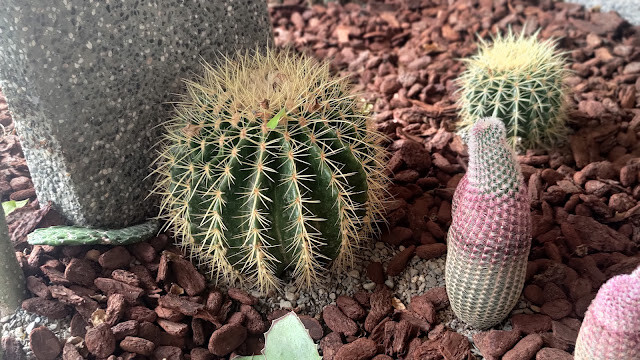 戶羽機關車園區 - 植栽造景 (仙人掌)