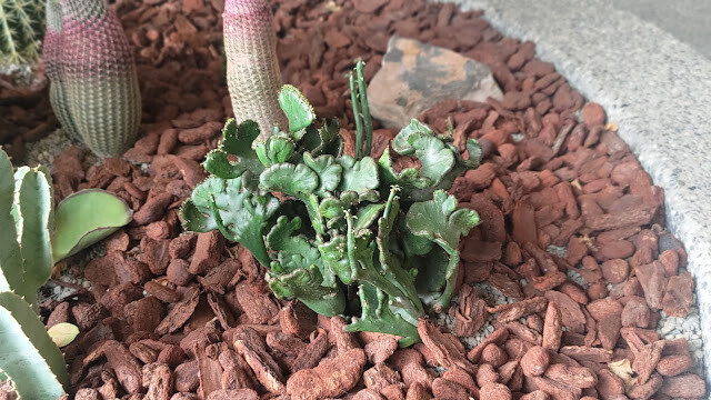 戶羽機關車園區 - 植栽造景 (多肉植物)