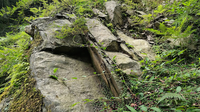 拉拉山國家森林遊樂區 - 飽覽巨木之旅