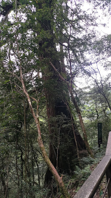 拉拉山國家森林遊樂區 - 神木7號
