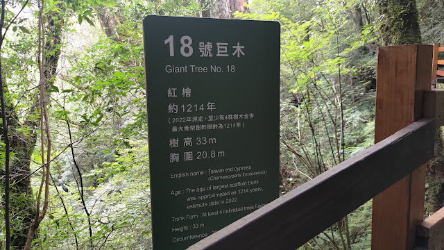 拉拉山國家森林遊樂區 - 神木18號