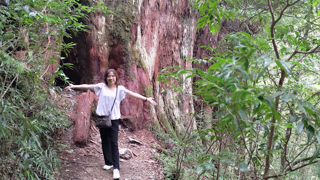 拉拉山國家森林遊樂區 - 神木12號