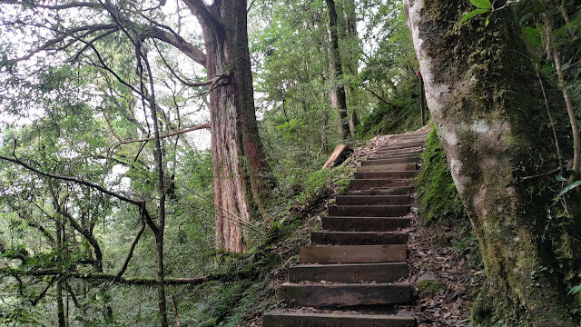 拉拉山國家森林遊樂區 - 越野山林之旅