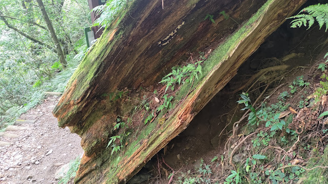 拉拉山國家森林遊樂區 - 飽覽巨木之旅