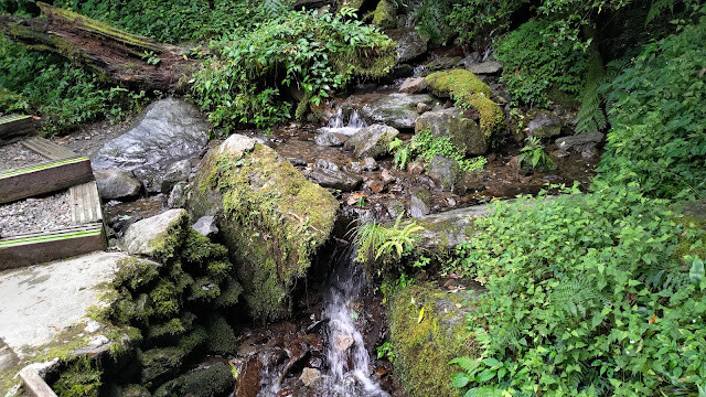 拉拉山國家森林遊樂區 - 迷霧森林之旅