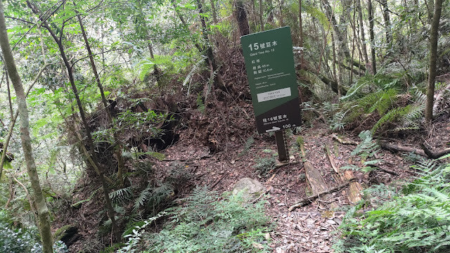 拉拉山國家森林遊樂區 - 神木15號