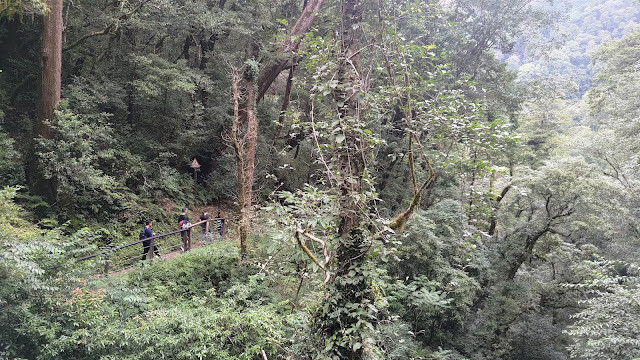 拉拉山國家森林遊樂區 - 迷霧森林之旅