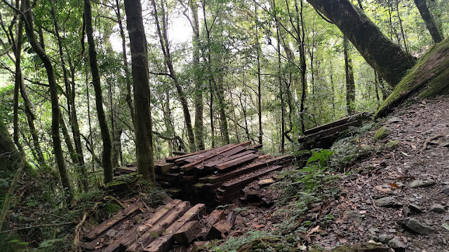 拉拉山國家森林遊樂區 - 飽覽巨木之旅