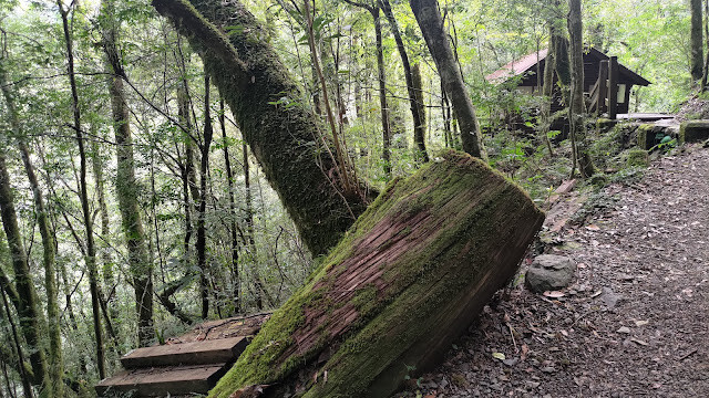 拉拉山國家森林遊樂區 - 飽覽巨木之旅