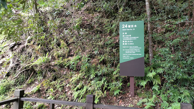 拉拉山國家森林遊樂區 - 神木24號