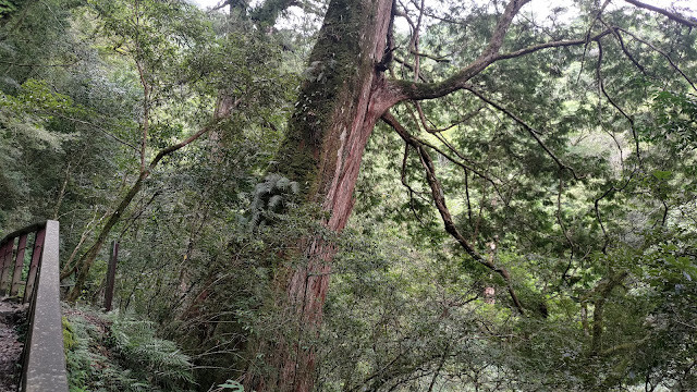 拉拉山國家森林遊樂區 - 神木7號