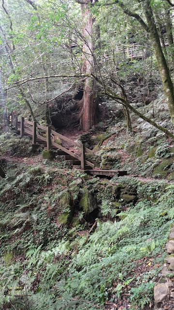 拉拉山國家森林遊樂區 - 飽覽巨木之旅