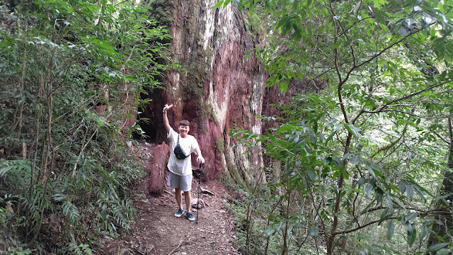 拉拉山國家森林遊樂區 - 神木12號