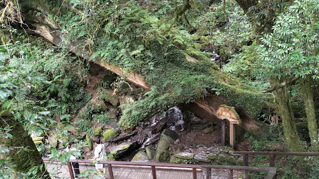 拉拉山國家森林遊樂區 - 橫波臥龍