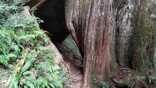 拉拉山國家森林遊樂區 - 神木5號