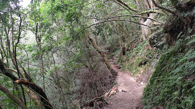 拉拉山國家森林遊樂區 - 飽覽巨木之旅