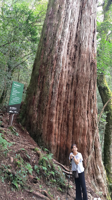 拉拉山國家森林遊樂區 - 神木14號