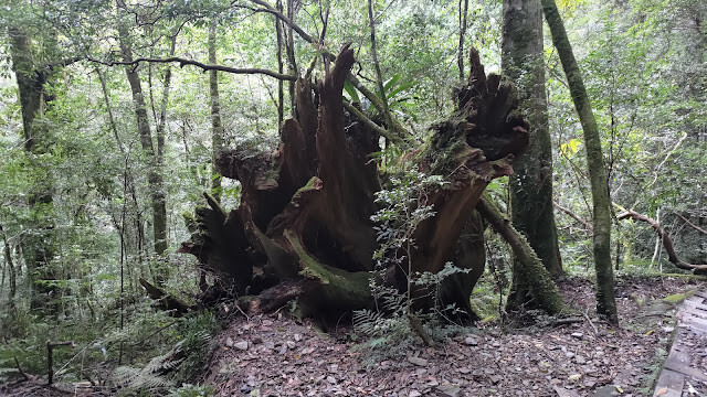 拉拉山國家森林遊樂區 - 越野山林之旅