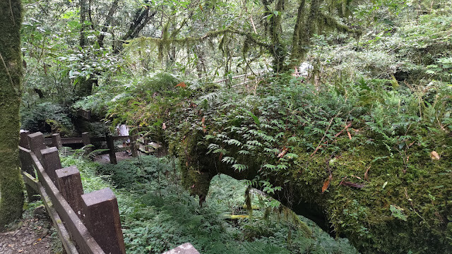 拉拉山國家森林遊樂區 - 紅檜更新機制