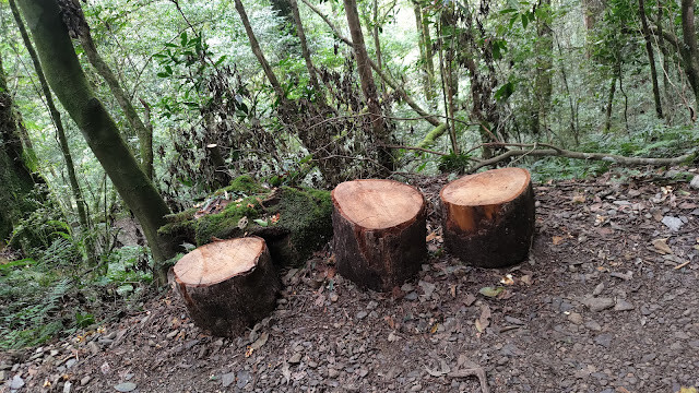拉拉山國家森林遊樂區 - 飽覽巨木之旅