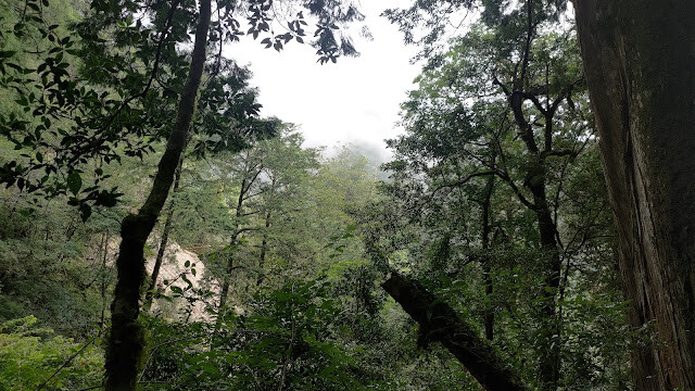 拉拉山國家森林遊樂區 - 飽覽巨木之旅